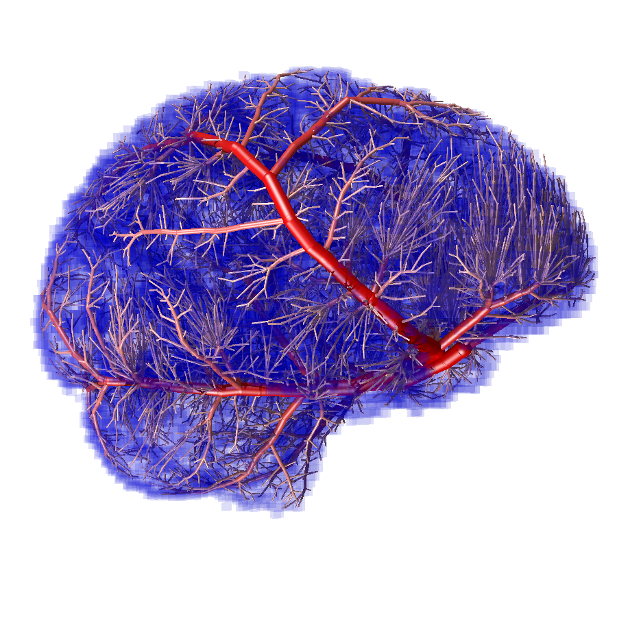 An image of cerebral vasculature grown using our techniques